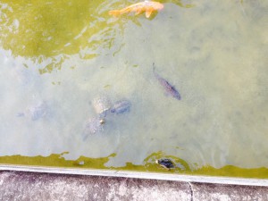 IMG_7718